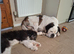 St Bernard