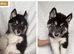 Husky Puppies for Sale