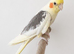 Breeding pair of cockatiels