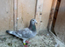 Selling 2 pigeons