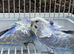 Helicopter, hagoromo budgies, all in good health