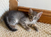 Maine coon X *Ready Now*
