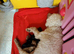 Beautiful Toy poodle puppies.