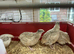 Jumbo quail