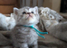 Full British shorthairs