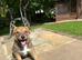 Lurcher x Collie