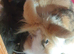 3 Dutch girl/ LION HEADS rabbits
