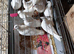 White dove for sale