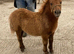 SPSBS Registered filly