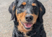 Rottweiler / Rottidoodle