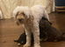 Beautiful litter of Toy poodle