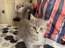 Pedigree British Short hair kittens