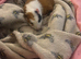 Guinea pig
