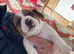 Jack Russell pups ready to leave