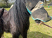 For sale 13 hh cob gelding