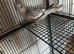 Beautiful cockatiels