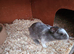 Mini lop x dutch