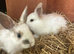 Baby rabbits for sale