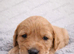 Pure Bred KC registered stunning pups