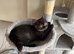 British and Scottish Fold kittens