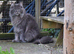 Ticca registered pedigree health tested polydactle Ma8ne Coon kittens.