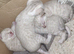 Blue eyed Snow lynx bengal kittens