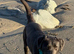 Silver Labrador - Bramble