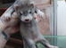 Sliver  kits