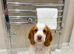 Cocker spaniel puppies