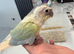 Handreared Tame Conure chicks mooncheek suncheek rose corwned