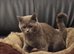 *** British Shorthair Kittens***