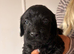 Beautiful F1 cockapoo