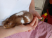 Hamster