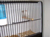 Two pair proven pair bengalise finches
