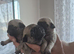 Pug puppies