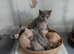 LAST ONE REMAINING Stunning BLH Female for Sale