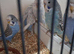 Baby Budgies