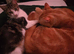 4 beautiful kittens