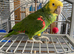 Double Yellow Headed Amazon For Sale Needs a Good Home