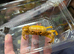 1x Banana Crab