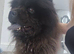 Chowchow