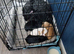 For sale cockapoo