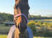 Lottie