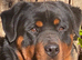 Rottweiler for sale