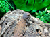 Flame Moroccan Uromastyx at Birmingham Reptiles