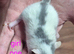 Baby Dumbo Rats