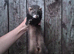 Ferrets
