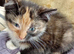 Siamese X Maine coon baby girl ready now Bristol