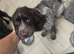 Cocker spaniel looking for new home
