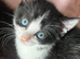 2 Gorgeous Female Kittens